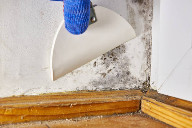 Forensic Mold Investigation in Troutdale, OR