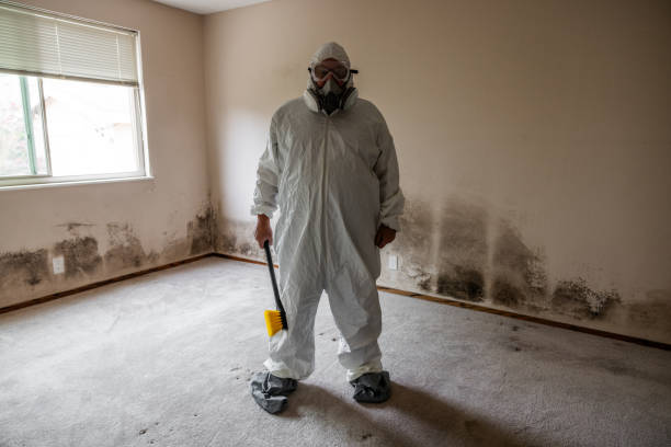 Best Basement Mold Removal  in Troutdale, OR